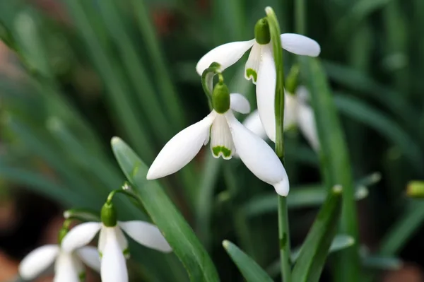 Natuur